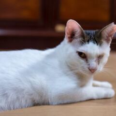 保護猫譲渡会10月11(土)12日(日)13日(月) − 福岡県