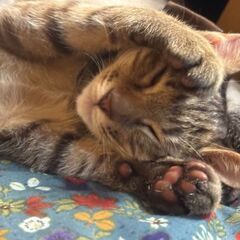 保護猫譲渡会10月11(土)12日(日)13日(月) - その他