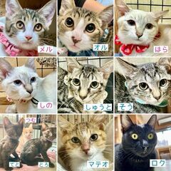 保護猫譲渡会10月11(土)12日(日)13日(月) - 久留米市