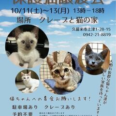 保護猫譲渡会10月11(土)12日(日)13日(月)の画像