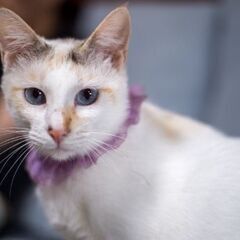 保護猫譲渡会10月11(土)12日(日)13日(月) - イベント