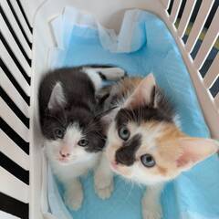 in江南市☆子猫がいっぱい☆保護猫達をオウチに迎えよう☆2…