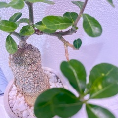 火星人フォッケア・エデュリス🌍×ストーン風植木鉢盆栽風仕立ての画像