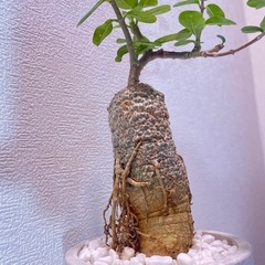 火星人フォッケア・エデュリス🌍×ストーン風植木鉢盆栽風仕立ての画像