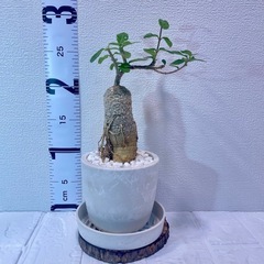 火星人フォッケア・エデュリス🌍×ストーン風植木鉢盆栽風仕立ての画像