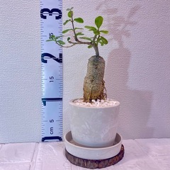 火星人フォッケア・エデュリス🌍×ストーン風植木鉢盆栽風仕立ての画像