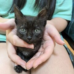8月20日頃産まれの子猫