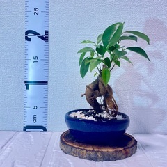 陶器浅鉢×ガジュマル（盆栽風仕立て・現品一点もの）の画像