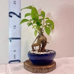 陶器浅鉢×ガジュマル（盆栽風仕立て・現品一点もの）の画像