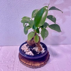 陶器浅鉢×ガジュマル（盆栽風仕立て・現品一点もの）の画像