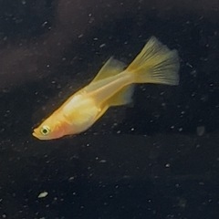 楊貴妃リアルロングフィンめだか若魚トリオの画像