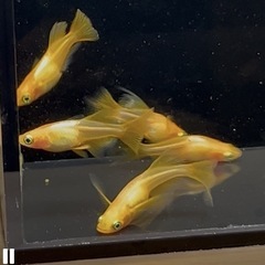 楊貴妃リアルロングフィンめだか若魚トリオの画像