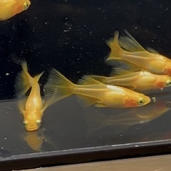 楊貴妃リアルロングフィンめだか若魚トリオの画像
