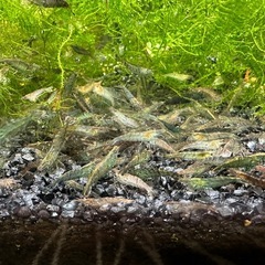【決定済】🐠ミナミヌマエビ 全長±2〜3.5㎝ 100匹 1,500円　ウィローモス付きの画像