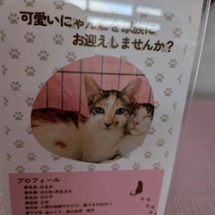 美猫はるか♀ツンデレ女子💖 - 小郡市