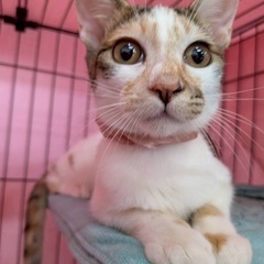 美猫はるか♀ツンデレ女子💖