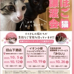 美猫はるか♀ツンデレ女子💖 - 猫