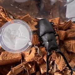 ギラファノコギリクワガタ 90mm♂WD個体単品の画像