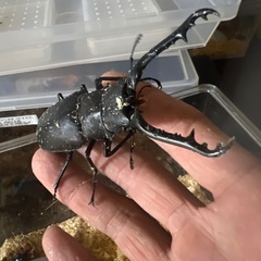 ギラファノコギリクワガタ 90mm♂WD個体単品の画像