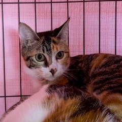 れんげ🪷と申します💖