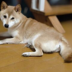 4才3ヶ月の女の子です