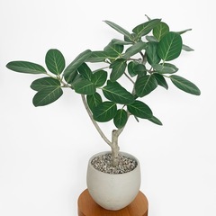 観葉植物 フィカス ベンガレンシスの画像