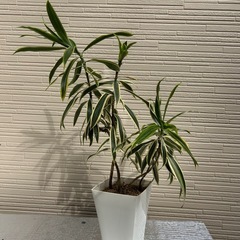 観葉植物　ソングオブインディアの挿木の画像