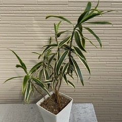 観葉植物　ソングオブインディアの挿木の画像