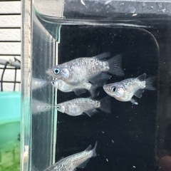 メダカ【ロイヤルブルー ショート】３ペア(６匹)の画像