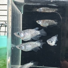 メダカ【ロイヤルブルー ショート】３ペア(６匹)の画像