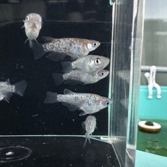 メダカ【ロイヤルブルー ショート】３ペア(６匹)の画像