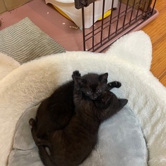 生後1カ月　２匹の子猫　(キジ猫決まりました)