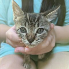 8月20日頃産まれの子猫