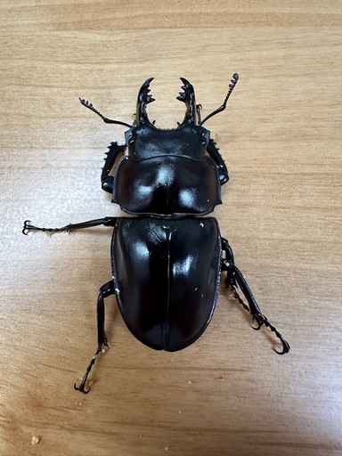 【大歯型】ヤエヤママルバネクワガタ　ペア　CBF3 ①