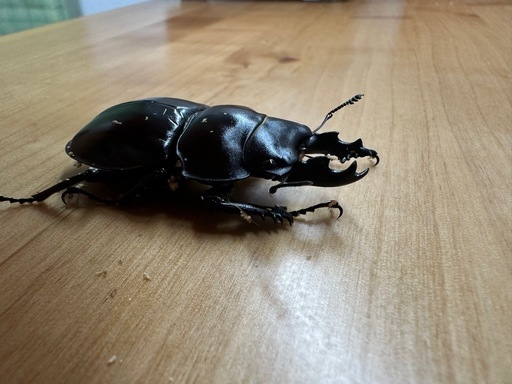 大歯型】ヤエヤママルバネクワガタ ペア CBF3 ②