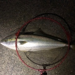 【手作り】泳がせ（のませ）釣り仕掛けの画像