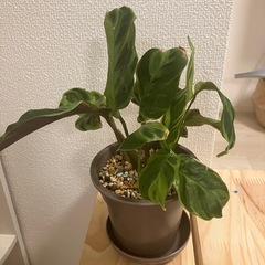 しもみー様　カラテアの画像