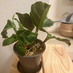 しもみー様　カラテアの画像