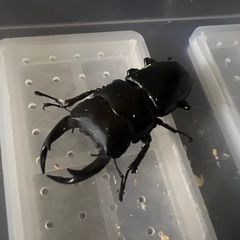国産オオクワガタ 71mmペアの画像