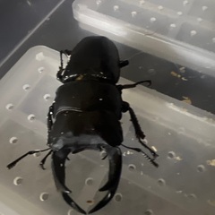 国産オオクワガタ 71mmペアの画像