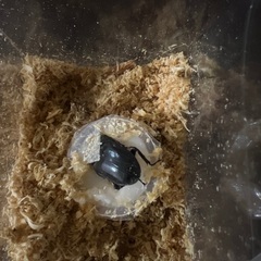 国産オオクワガタ 71mmペアの画像