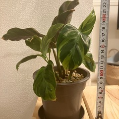 しもみー様　カラテアの画像