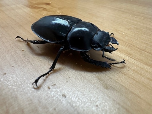 大歯型】ヤエヤママルバネクワガタ ペア CBF3 ③