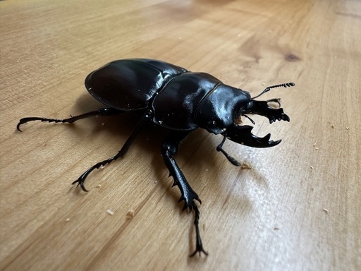 大歯型】ヤエヤママルバネクワガタ ペア CBF3 ②