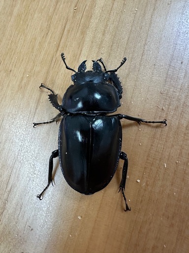 大歯型】ヤエヤママルバネクワガタ ペア CBF3 ①