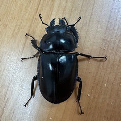 【大歯型】ヤエヤママルバネクワガタ　ペア　CBF3 ②　の画像