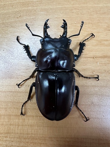 大歯型】ヤエヤママルバネクワガタ ペア CBF3 ②