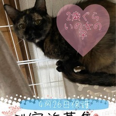 甘えん坊の　ぷりんちゃん