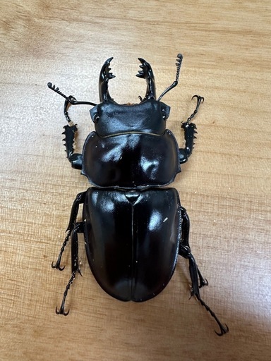 【大歯型】ヤエヤママルバネクワガタ　ペア　CBF3 ③