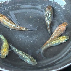 オーロラ黄ラメメダカ　2ペア＋2の画像